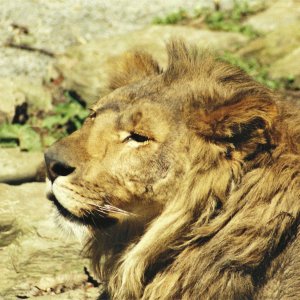 Lion.jpg