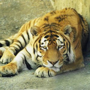 Tiger.jpg