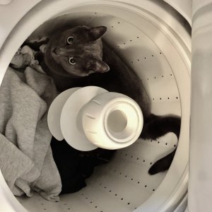 Bear in the wash.jpg