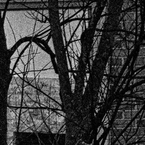Gritty and Tangled.jpeg