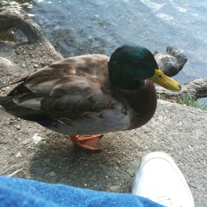 Duck1.jpg