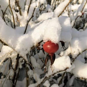 IMG_0451.jpg