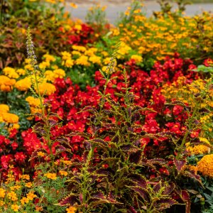 Botanical Gardens - 2500px-2.jpg
