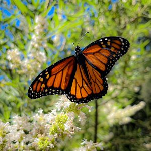 IMG_5730.jpg