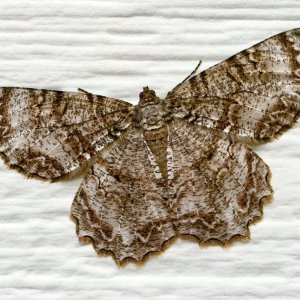 IMG_4937.jpg