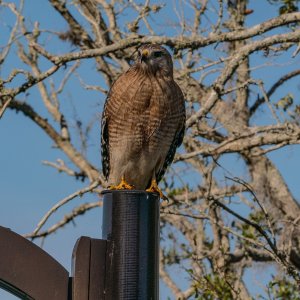 Tibet-Butler Preserve - 2500px-6.jpg
