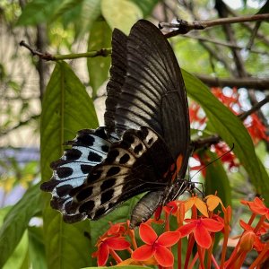 IMG_6780.jpeg