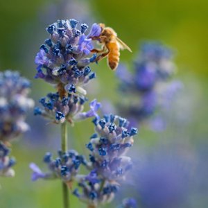 bee - 1.jpeg