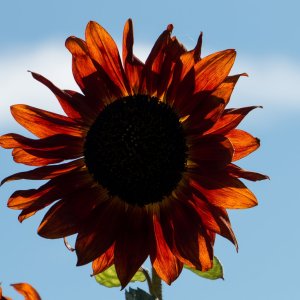 Flower_IMG_1131.jpg