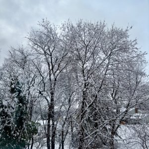 IMG_4251.jpeg