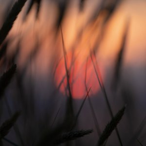 IMG_1436.jpeg