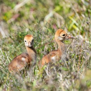 Feb 2024 Wetlands -2500px-67.jpg