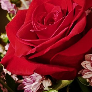 rose - 1.jpeg