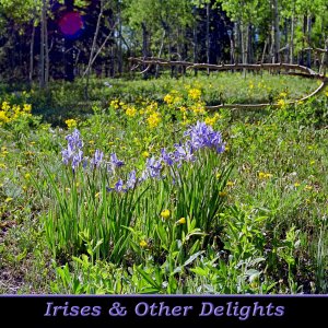 Iris90_20(19)A_Sld.jpg