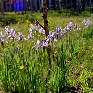 Iris90_17_Sld.jpg
