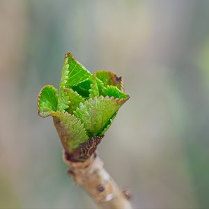 Spring Green.jpeg