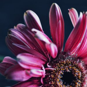 flora - 2.jpeg