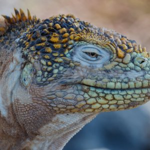 Galapagos_IMG_6663.jpg