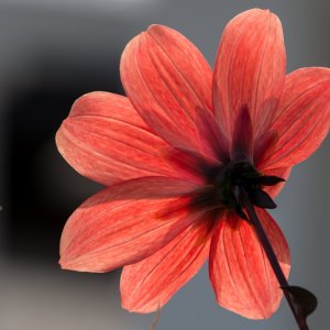 Flower_IMG_0925.jpg