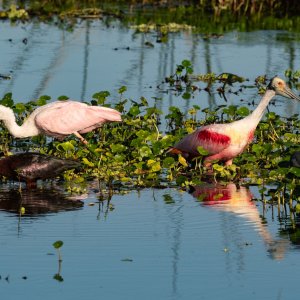Wetlands Mar 2024 - 2500px-8.jpg