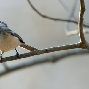 img-black-capped-chickadee-001.jpg