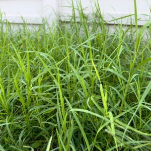 IMG_0234.jpeg