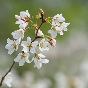 First Cherry Blossoms of the Season.jpeg