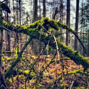 IMG_3469.jpeg