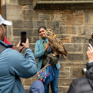 Owl.jpg
