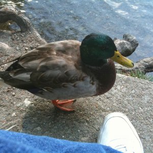 Duck.jpg