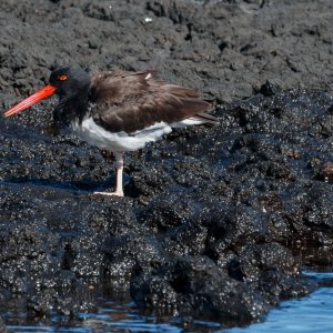 Galapagos_IMG_7075.jpg