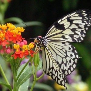 Yellow Butterfly Eat 2.jpeg