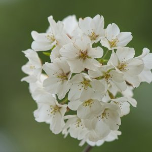 Puffball Cluster of Cherry Blossoms.jpeg