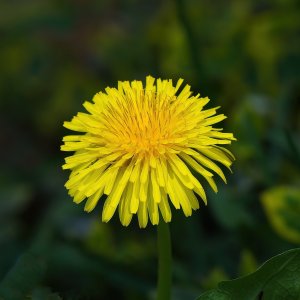 Yellow.jpg