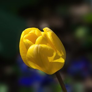 Yellow Tulip in Bloom.jpg