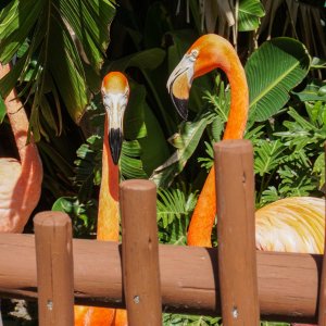 Sea World - 2500px-26.JPG
