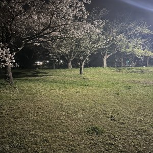 IMG_5582.jpeg
