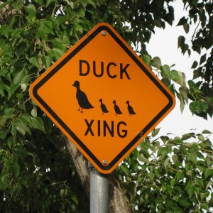 duck_crossing.jpg