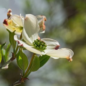 Dogwood in Bloom.jpeg