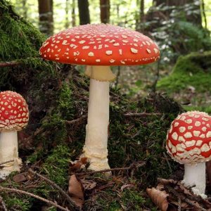 Fly Agaric.jpg