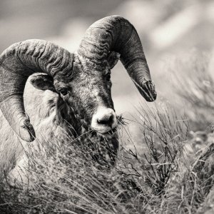 2014-06-27 | FlorzImportYellowstone_125_2015_02_21_690800019© 2015 Florian M. Cortese.jpg