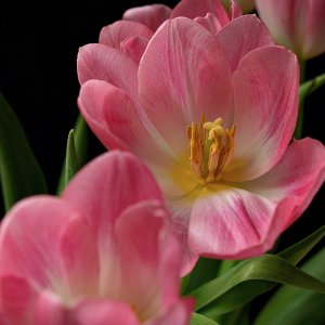 tulip - 1.jpeg