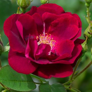 Deep Red Freshly Opening Wild Rose.jpeg