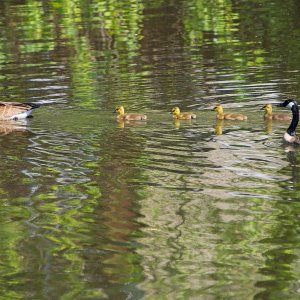 New Goose Family on the Lake!.jpeg