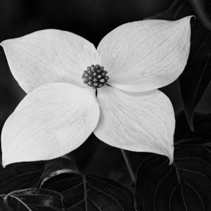 Another Dogwood Blossom (B&W).jpeg