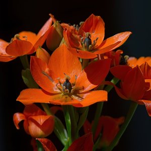 Orange Flowers in the Spring.jpg