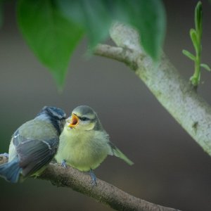 _DSC1889 Blue Tit and Baby.jpg