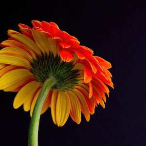 Bicolor Yellow and Orange Gaillardia Daisy.jpg