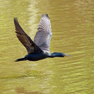 Cormorant in Flight.jpg