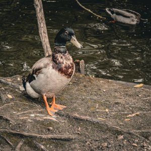 IMG_7524-HDR.jpg